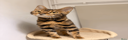 Bengal cats for sale: Beautiful 10 Month Old Bengal Cat - Advert 1