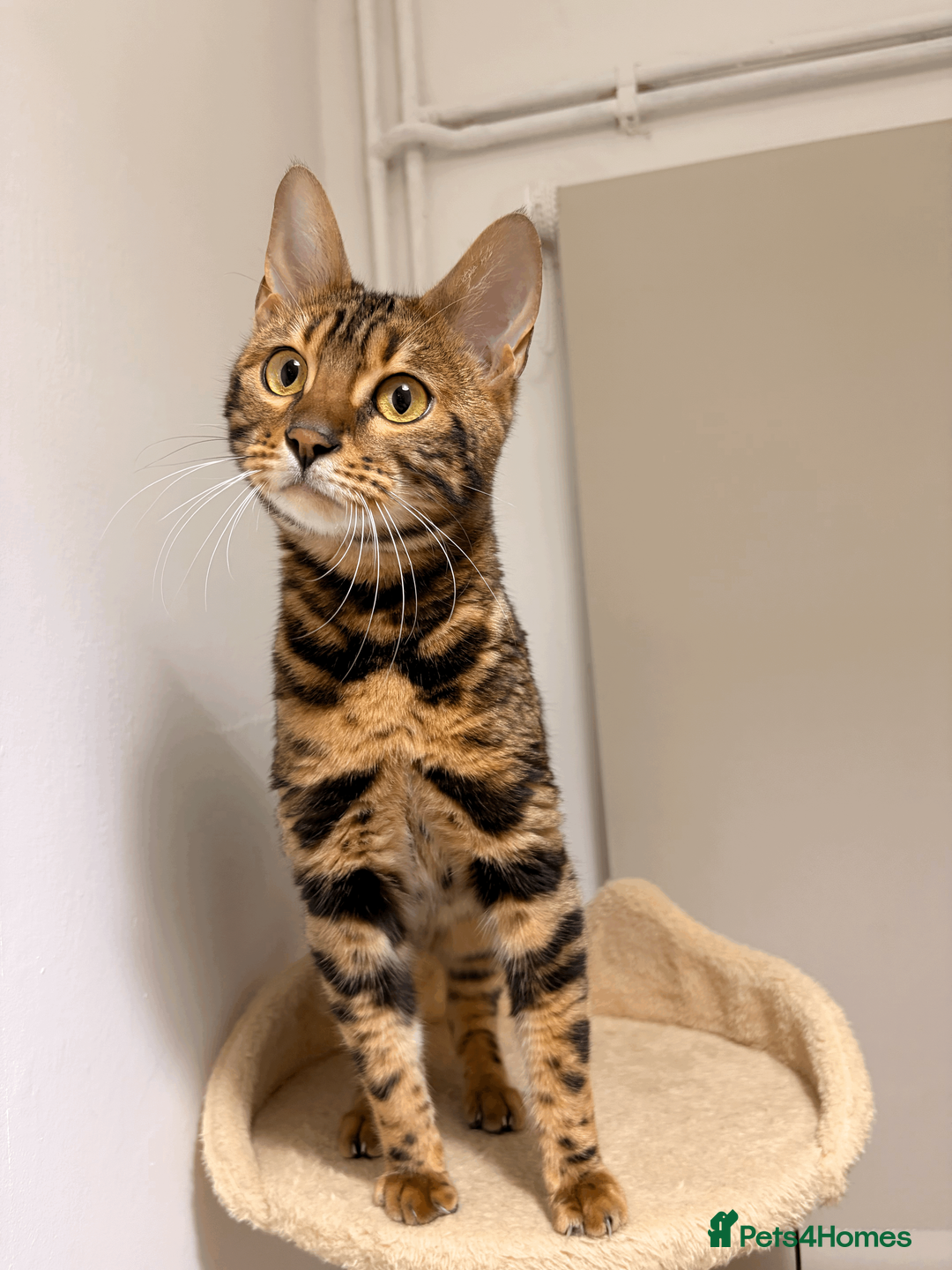 Bengal cats for sale: Beautiful 10 Month Old Bengal Cat - Advert 1