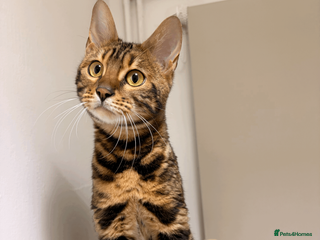 Bengal cats Beautiful 10-Month-Old Bengal Cat in London - Advert 1