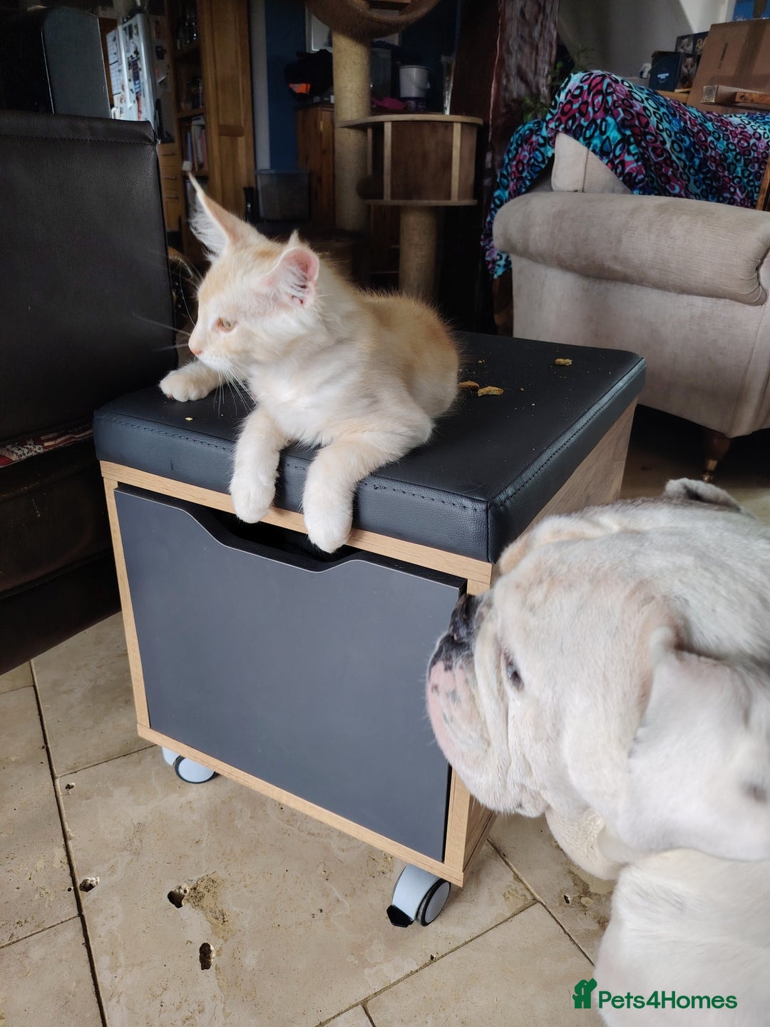 Maine Coon cats for sale: Home raised stunning Mainecoon boys. - Image 5