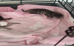 Mixed Breed cats for sale: Kittens  - Image 8