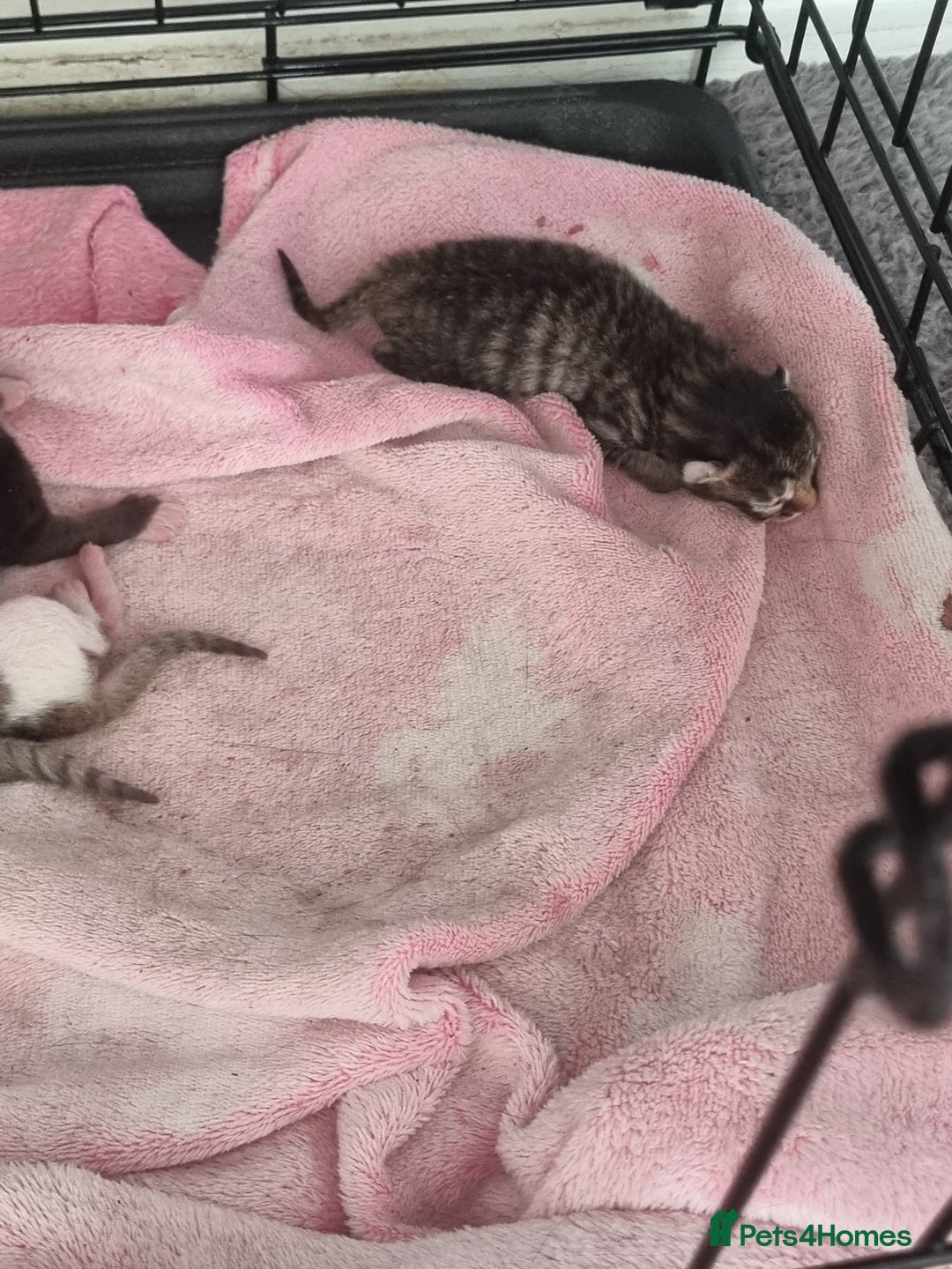 Mixed Breed cats for sale: Kittens  - Image 8