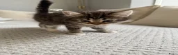 Mixed Breed cats for sale: 6 gorgeous kittens for sale - Advert 15