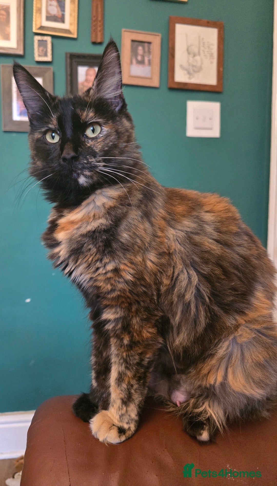 Mixed Breed cats for sale: Beautiful Kittens  - Image 15
