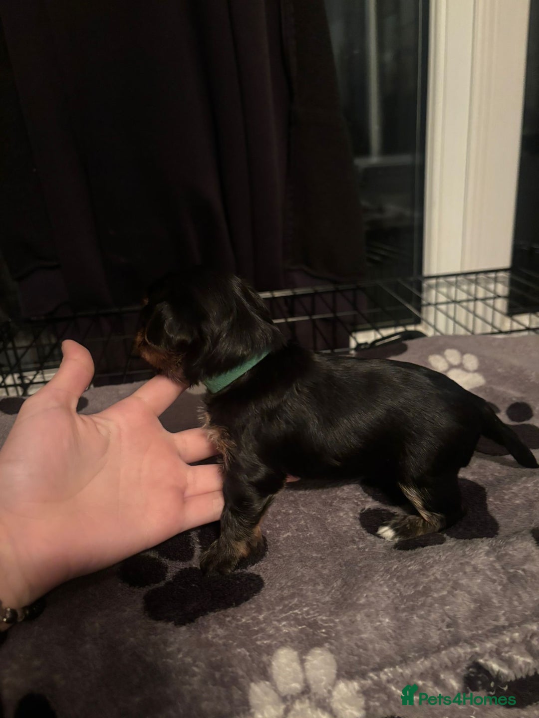 Yorkshire Terrier dogs for sale: Yorkshire terrier puppy  - Advert 2