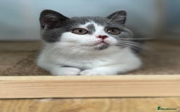 British Shorthair cats for sale: Pedigree British Shorthair Kittens - Image 34