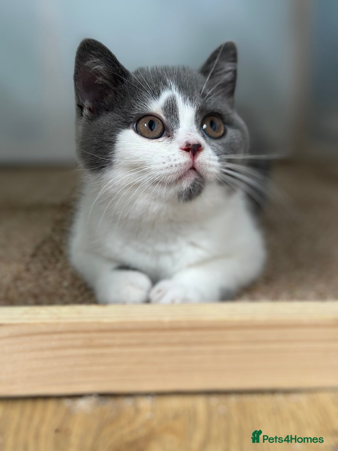 British Shorthair cats for sale: Pedigree British Shorthair Kittens - Image 34
