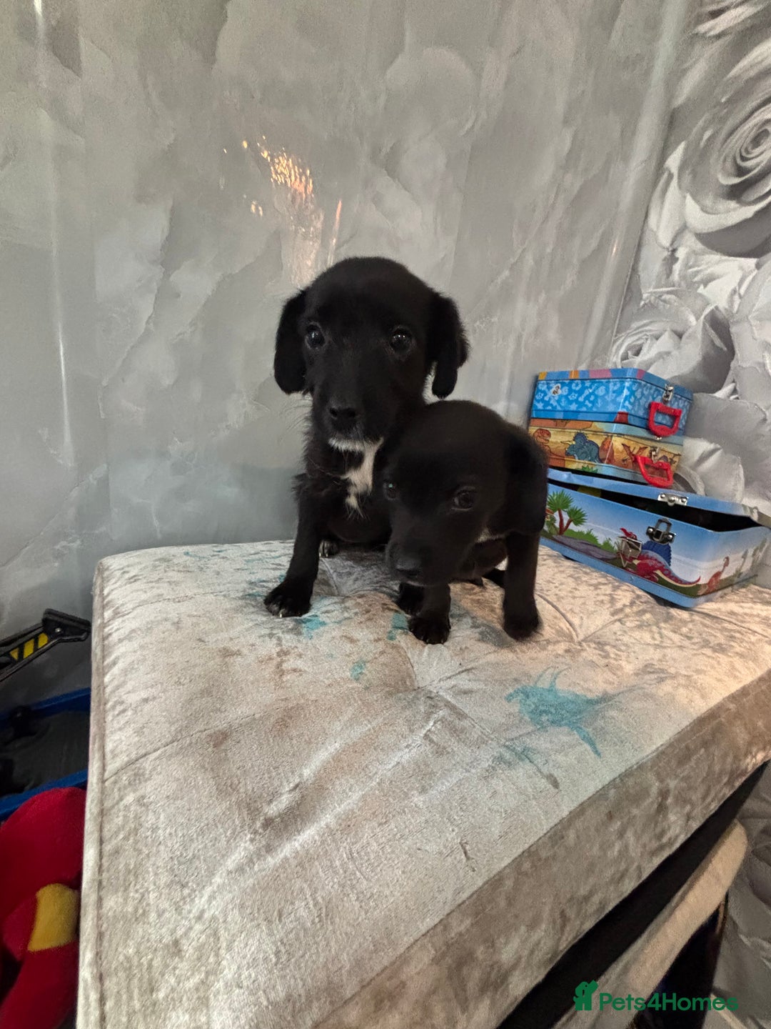 Patterjack dogs for sale: 4 lovely patterjacks  - Image 15