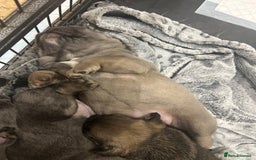 French Bulldog dogs for sale: French bulldog pups  - Advert 20