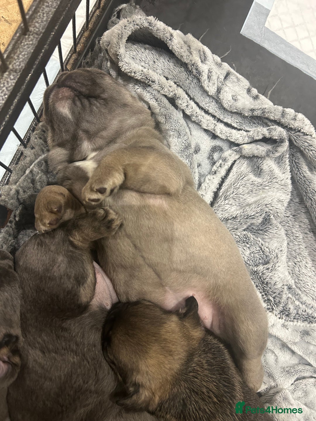 French Bulldog dogs for sale: French bulldog pups  - Advert 20