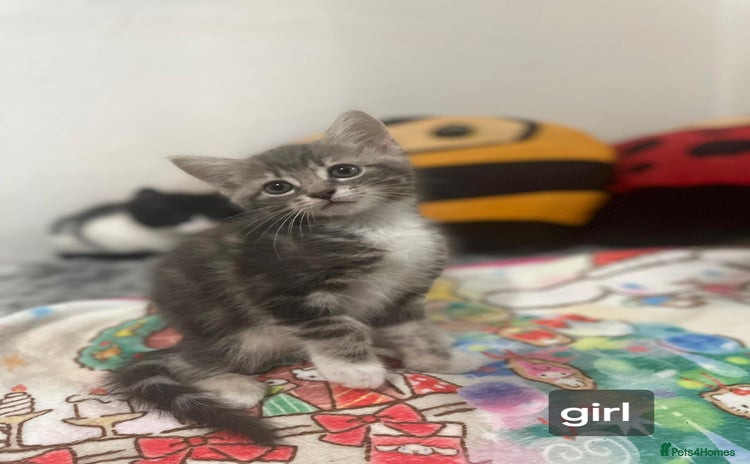 Mixed Breed cats - Advert 9