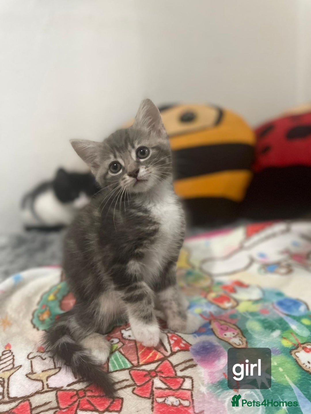 Mixed Breed cats for sale: Mix maine cone kittens  - Image 1