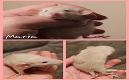 Rat rodents for sale: Baby Rats ~ Rex, Double Rex, Smooth and Dumbo - Image 5