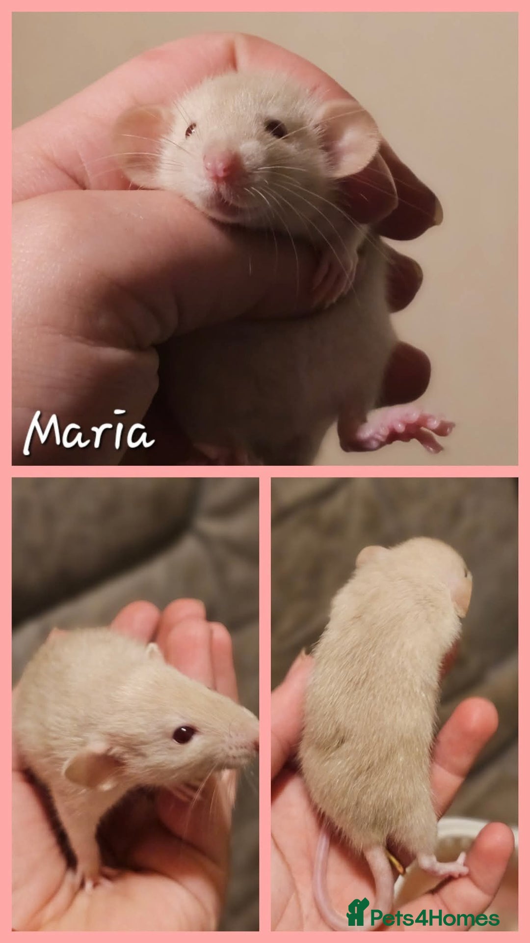 Rat rodents for sale: Baby Rats ~ Rex, Double Rex, Smooth and Dumbo - Image 5