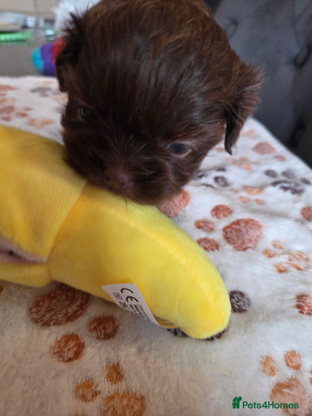 Shih Tzu dogs for sale: Shih Tzu Puppies For Sale  - Advert 33