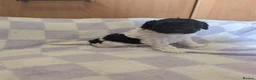 Miniature Poodle dogs for sale: Two beautiful boy miniature poodles - Advert 14