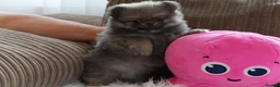 Pomeranian dogs for sale: Four small cute pups  - Advert 32