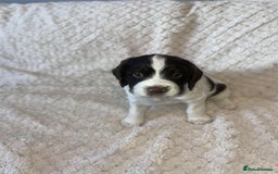 English Springer Spaniel dogs for sale: English springer spaniel  - Image 2