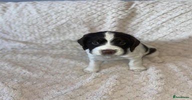 English Springer Spaniel dogs - Advert 11