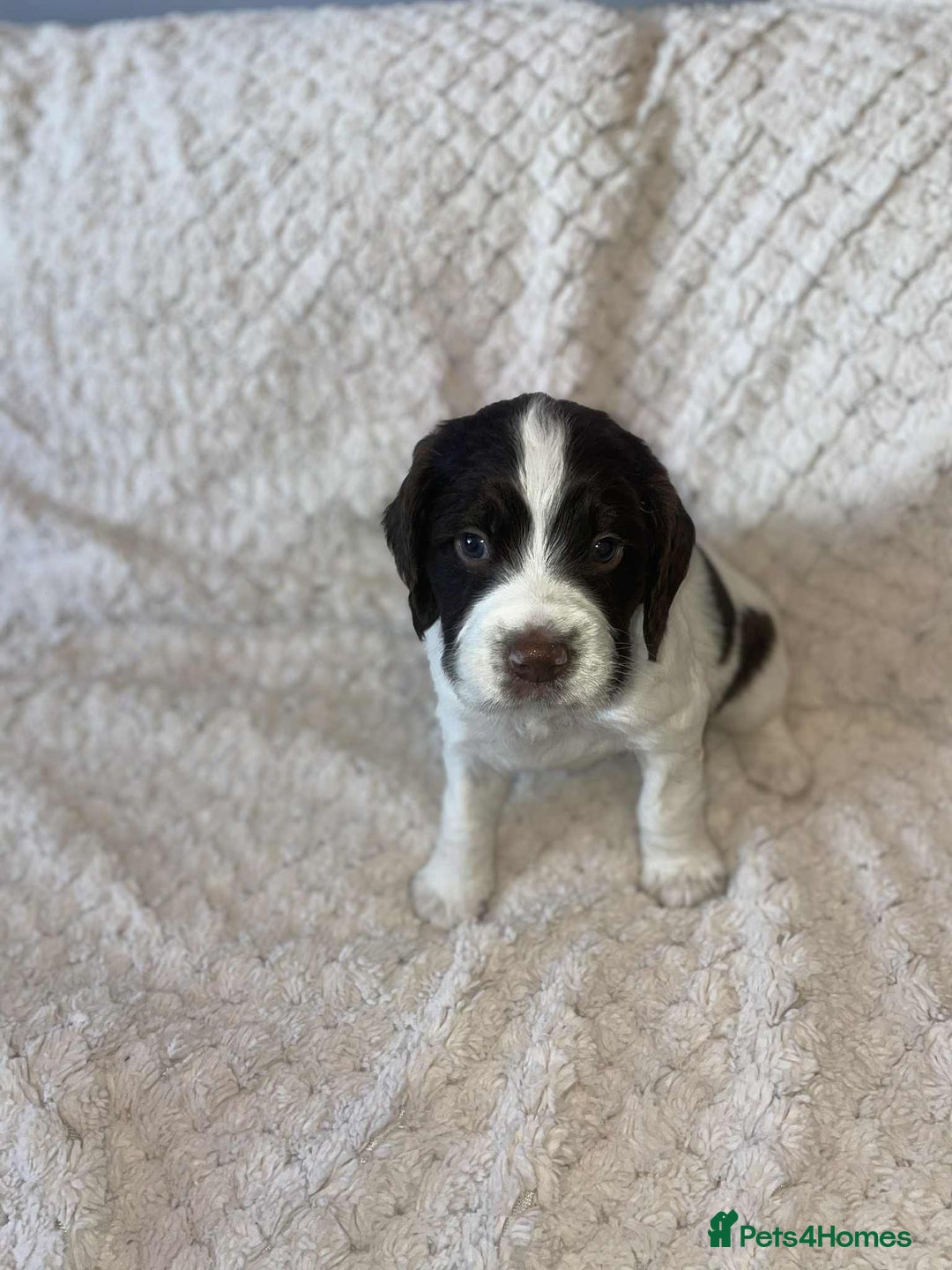 English Springer Spaniel dogs for sale: English springer spaniel  - Image 2