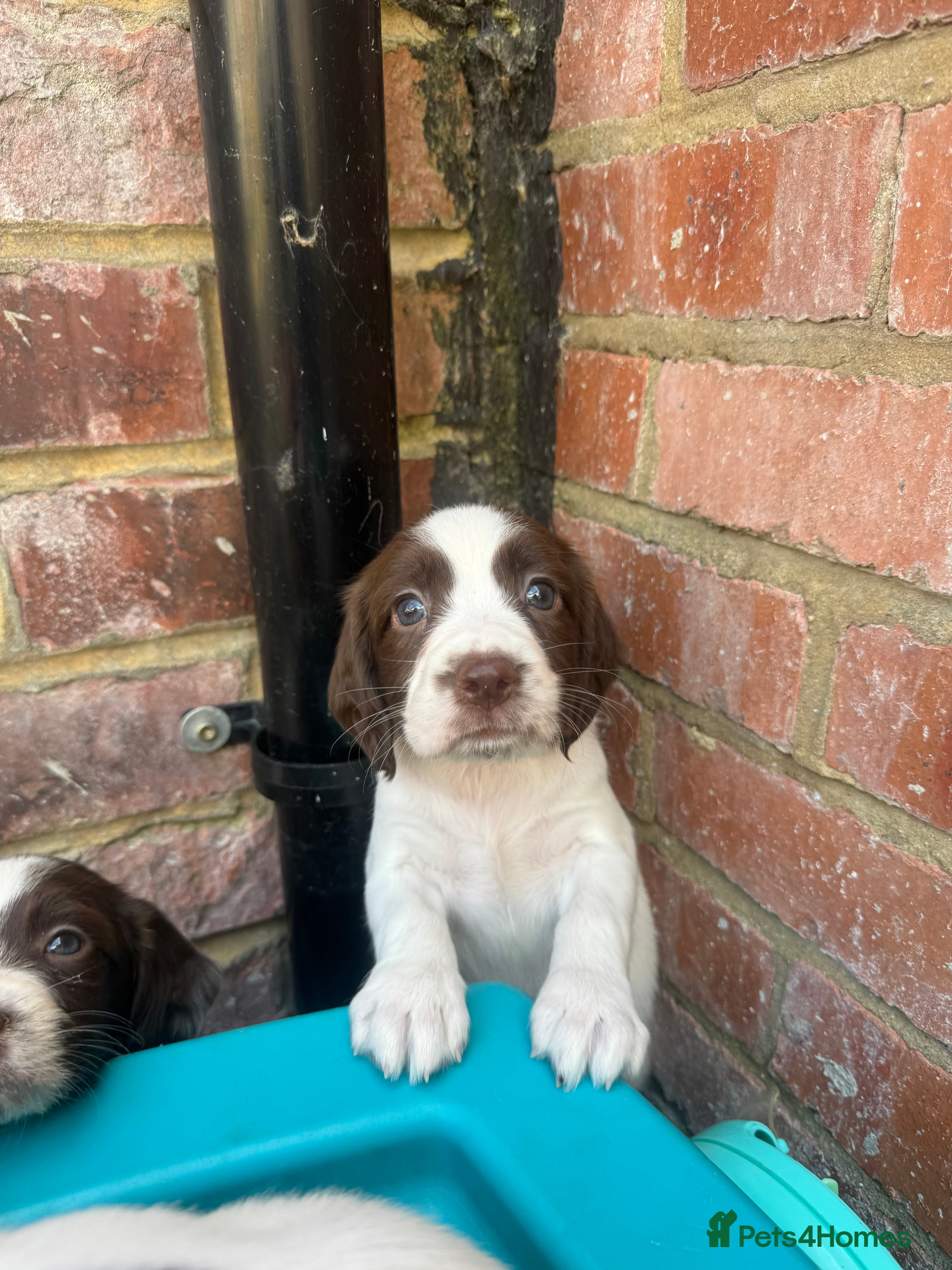 English Springer Spaniel dogs Exceptional ESS pups from tested working parents  - Advert 2
