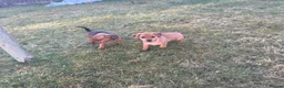 Miniature Dachshund dogs for sale: Mini dashhounds  in Bathgate - Advert 5