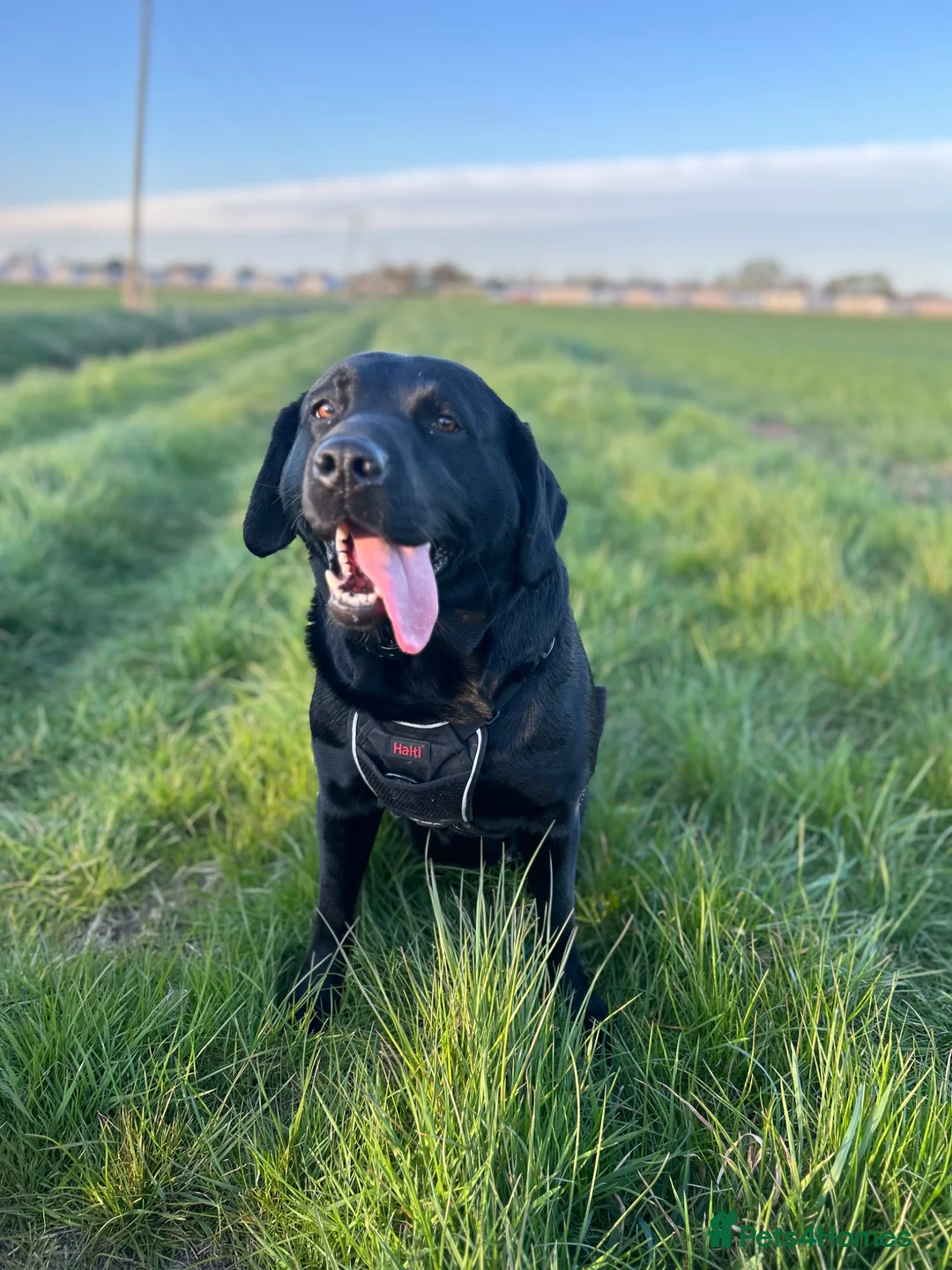 Labrador Retriever dogs for sale: Beautiful loving girl - Advert 1