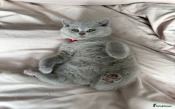 British Shorthair cats for sale: Champion Line British Shorthair Kittens - Image 5