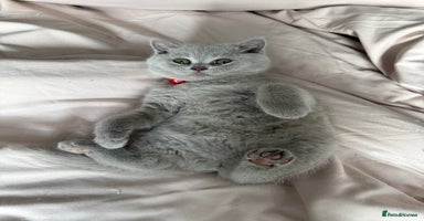 British Shorthair cats - Advert 9