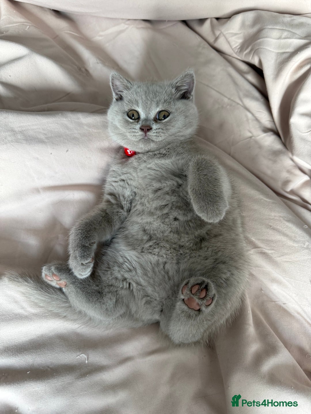 British Shorthair cats for sale: Champion Line British Shorthair Kittens - Image 5
