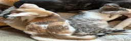 Mixed Breed cats for sale: Crossed Peterbald  - Advert 4