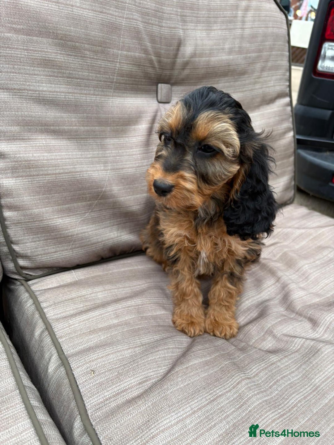 Cockapoo dogs for sale: Cockapoo  - Image 1