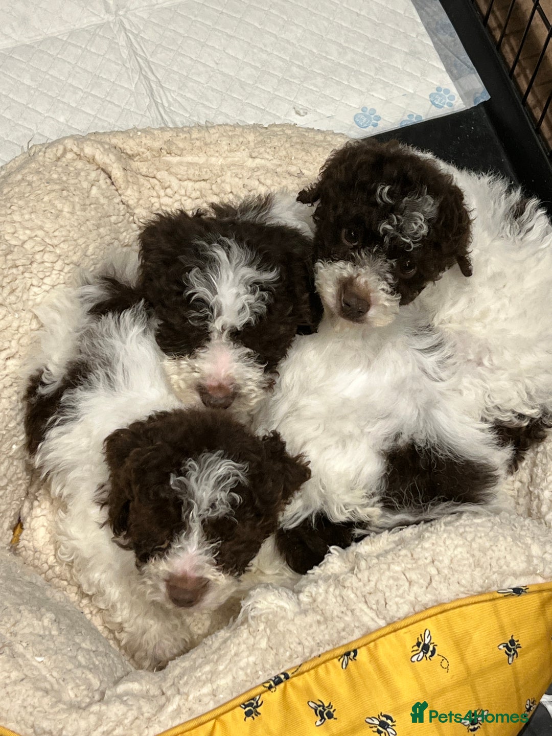 Lagotto Romagnolo dogs for sale: Perfect Lagotto Romagnolo  - Advert 4