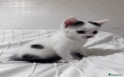 Mixed Breed cats for sale: 3 beautiful kittens looking for new home - Image 8