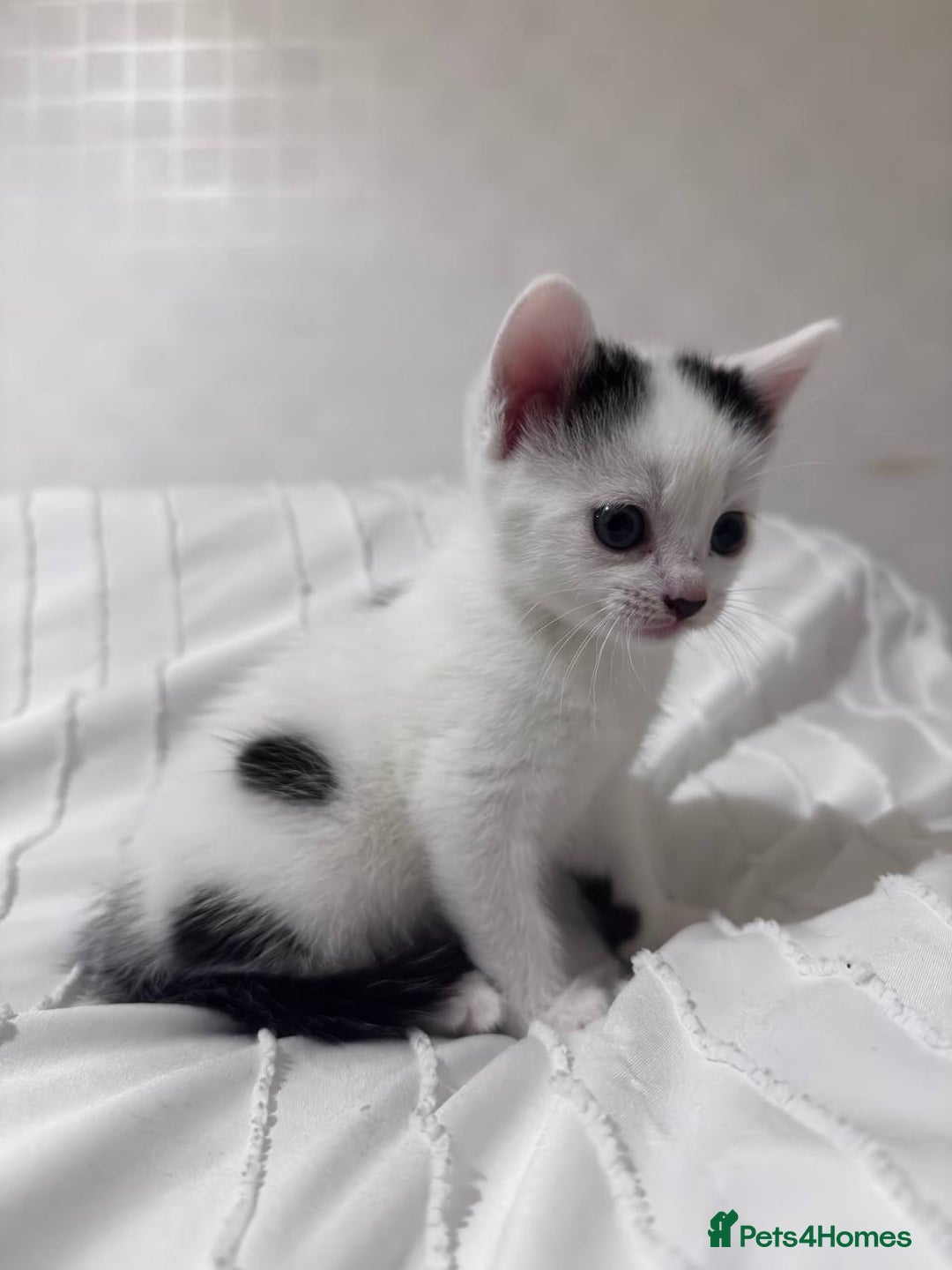 Mixed Breed cats for sale: 3 beautiful kittens looking for new home - Image 8