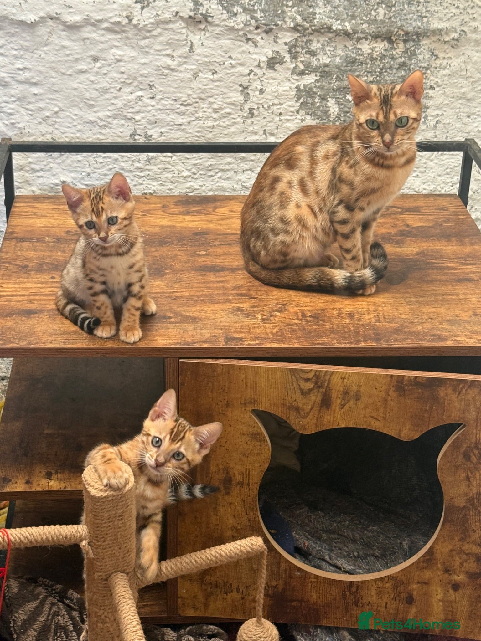 Bengal cats Gorgeous full pedigree reg bengal female kittens  - Advert 1
