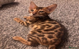 Bengal cats for sale: Bengals  - Image 16