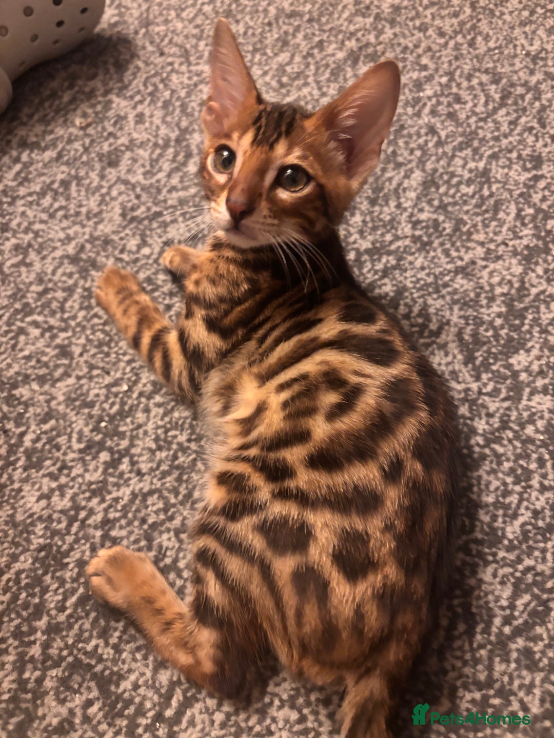 Bengal cats for sale: Bengals  - Image 16