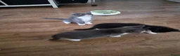 Mixed Breed cats for sale: 5 Gorgeous Grey Galoofs  - Advert 13