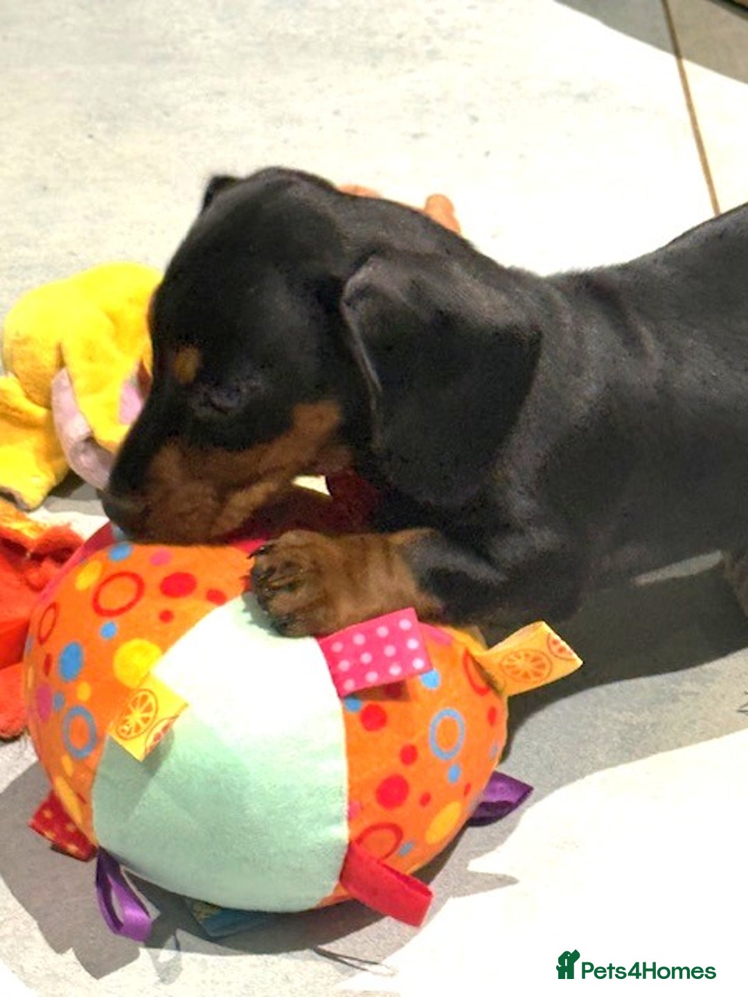 Miniature Dachshund dogs for sale: Ruby and Marley pups - Advert 27