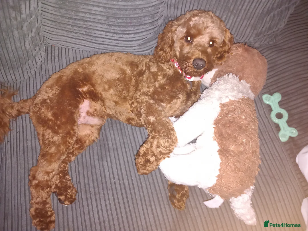 Cockapoo dogs for stud: STUD. Proven Toy Cockapoo - Advert 8