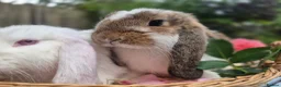 Mini Lop rabbits for sale: Two Mini lops and 4 Dwarf lops available - Advert 9