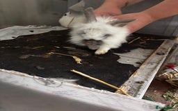 Lionhead rabbits for sale: Lionhead rabbits  - Image 8