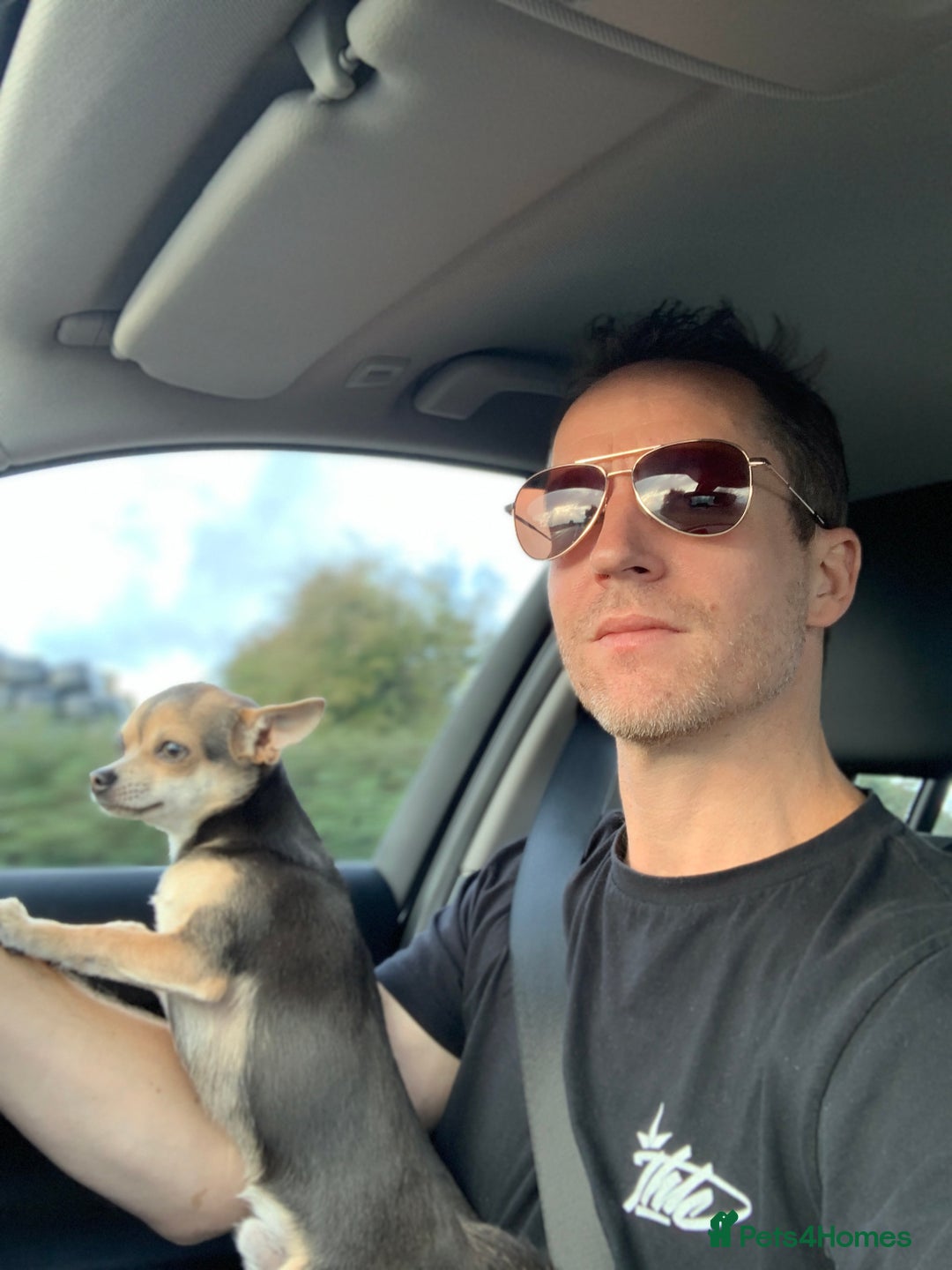 Chihuahua dogs for stud: Kenobi  - Advert 19