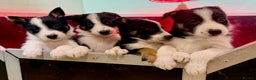 Border Collie dogs for sale: Black Tri Border Collie Puppies  - Advert 7