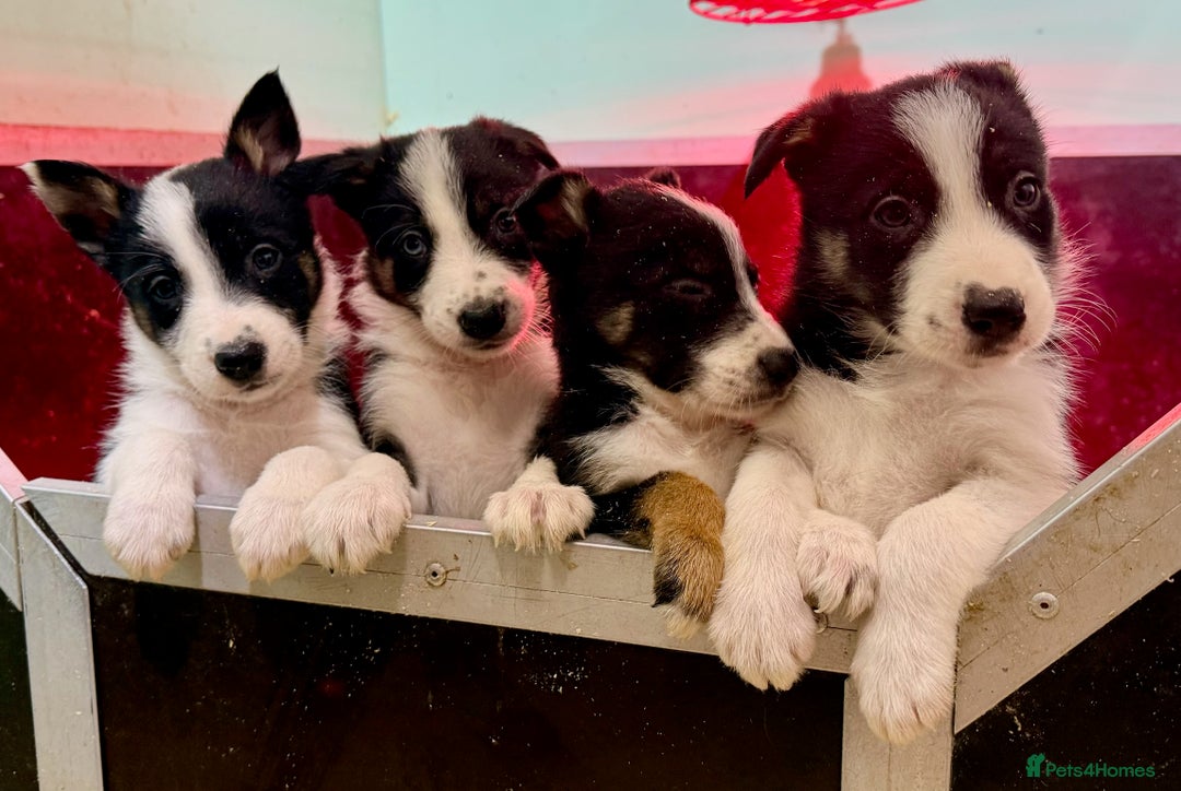 Border Collie dogs for sale: Black Tri Border Collie Puppies  - Advert 7