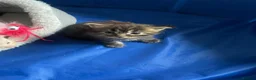 Maine Coon cats for sale: Main coon kittens for sale  - Advert 7