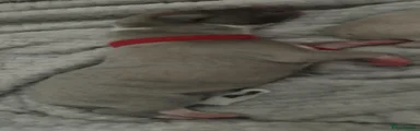 Whippet 2