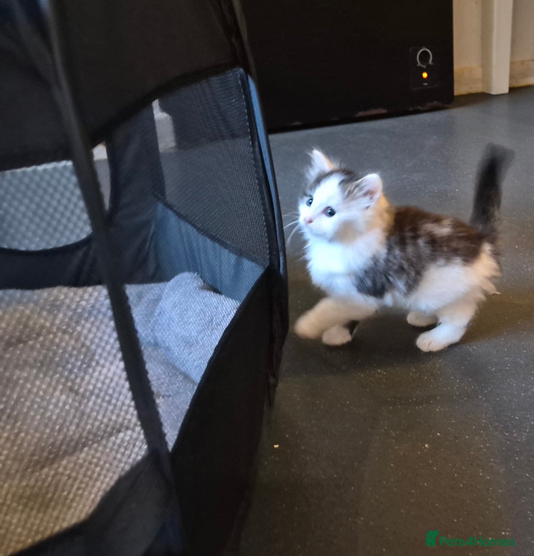 Mixed Breed cats for sale: XxX Gorgeous calico mixedbreed kittens 2 left ♥️  - Advert 28