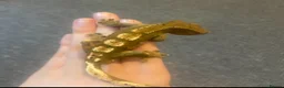Gecko reptiles for sale: Male crested gecko  - Advert 4
